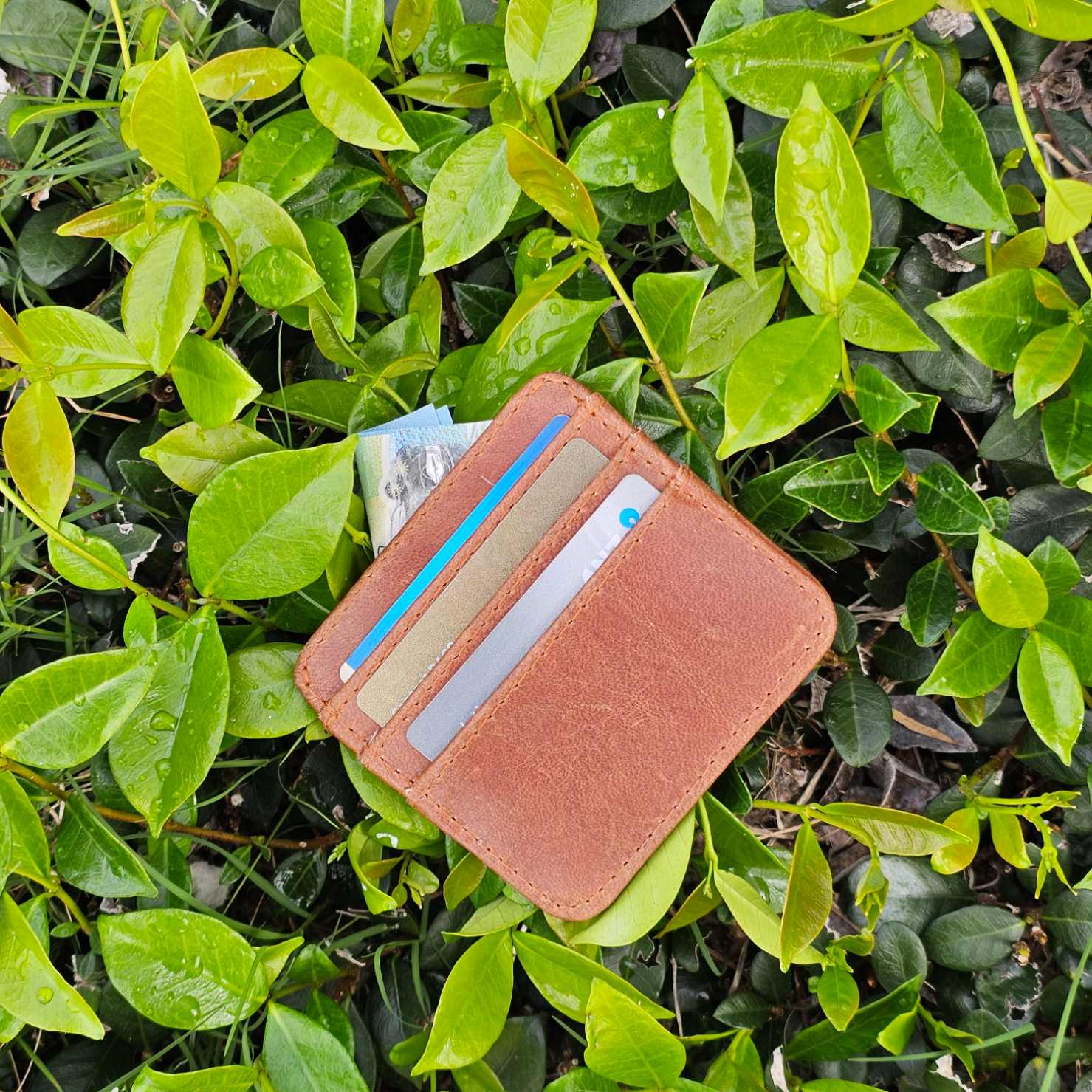 Rustic Darktan