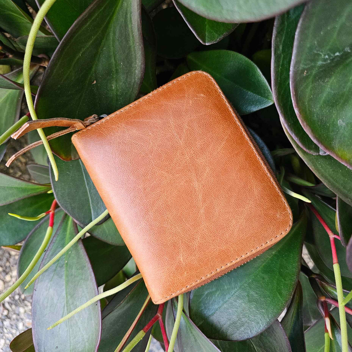 Rustic Darktan