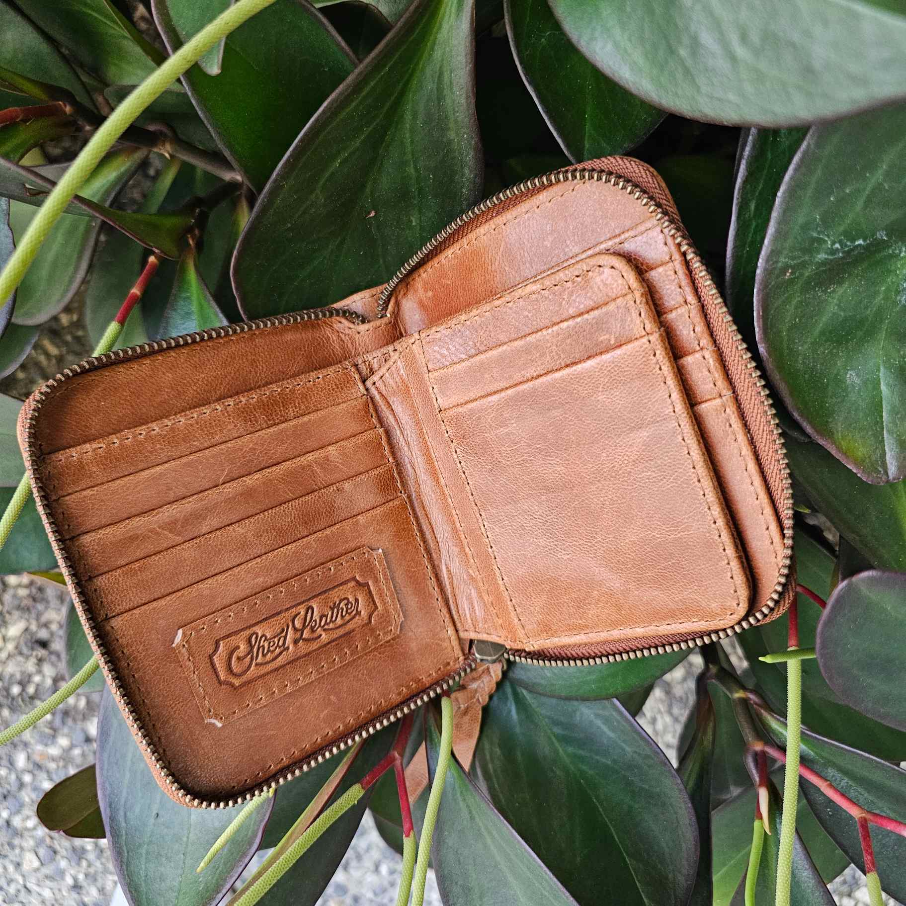 Rustic Darktan
